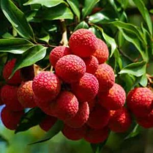 Quanto tempo um pé de lichia demora para produzir - Mundo de Receitas
