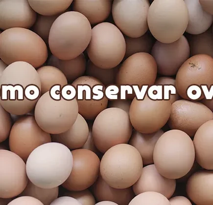 Como armazenar Ovos - Aprenda AGORA a forma correta!